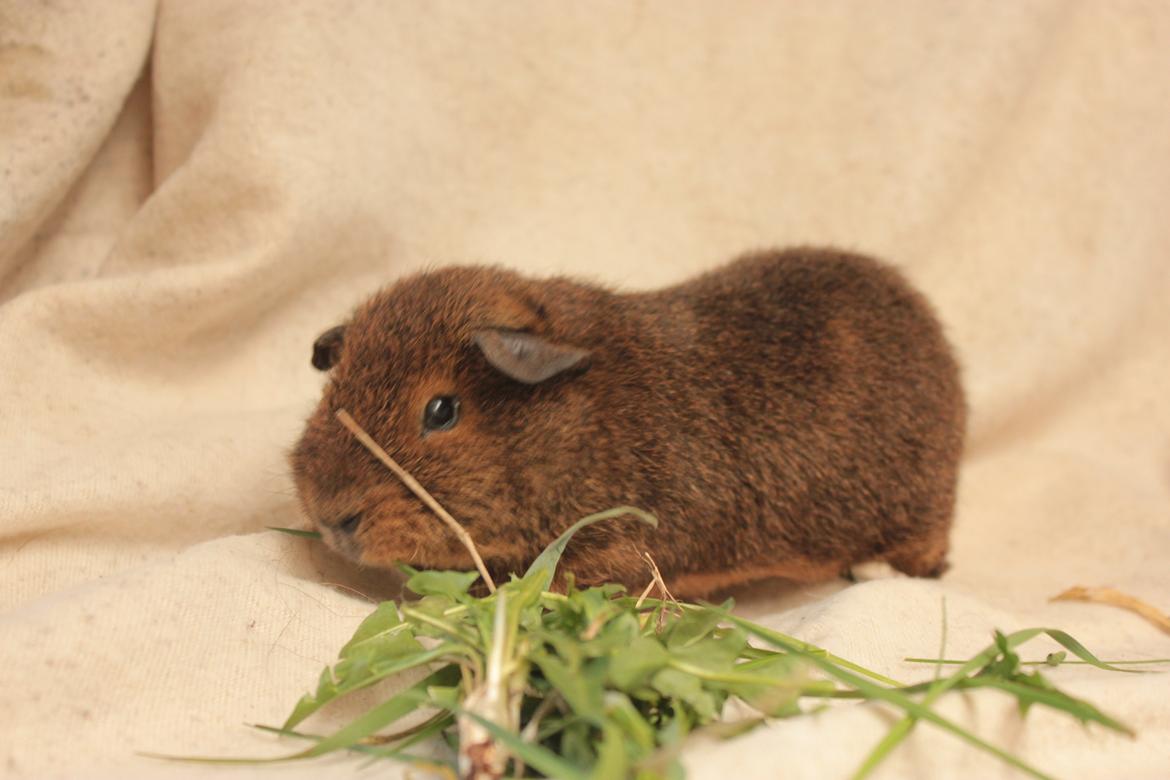 Marsvin Drömboets Elva billede 5