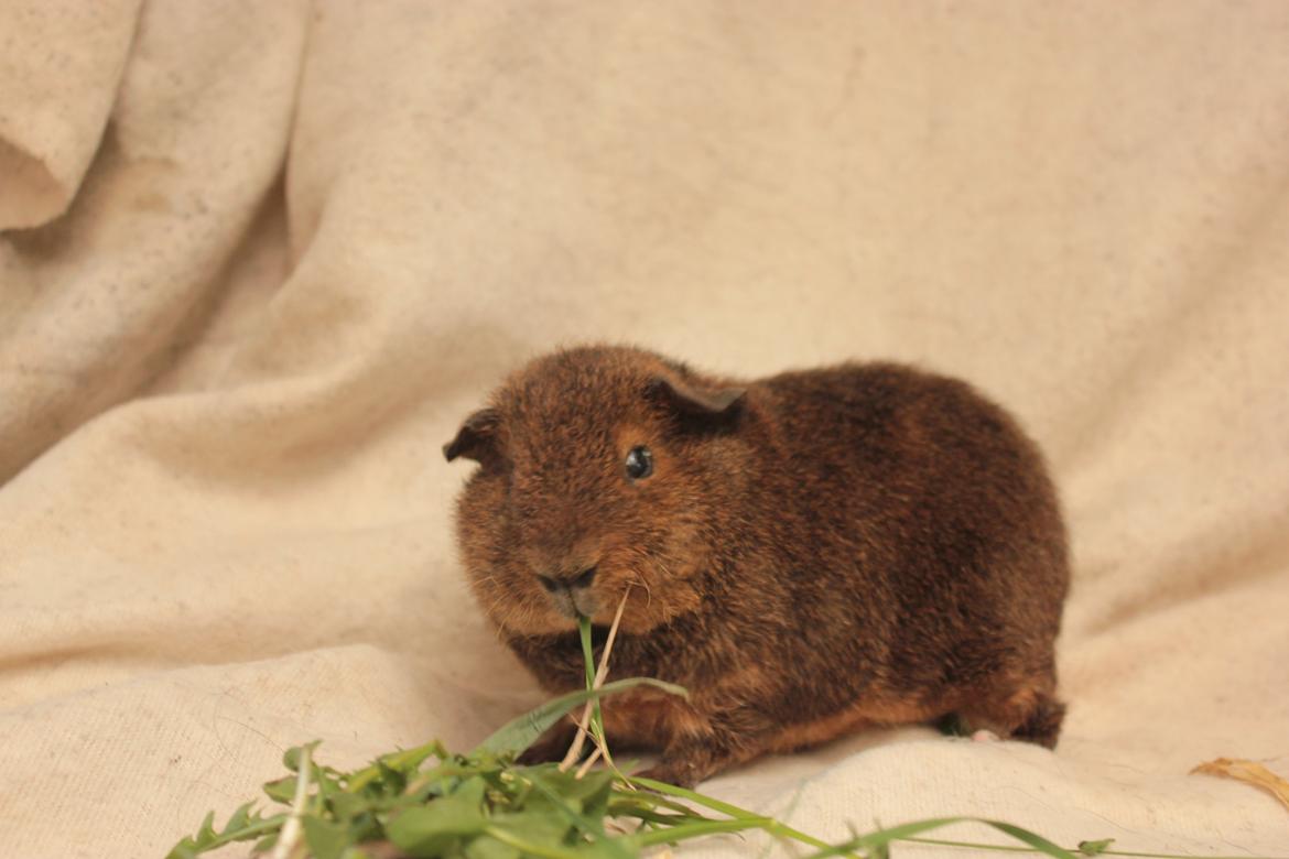 Marsvin Drömboets Elva billede 6