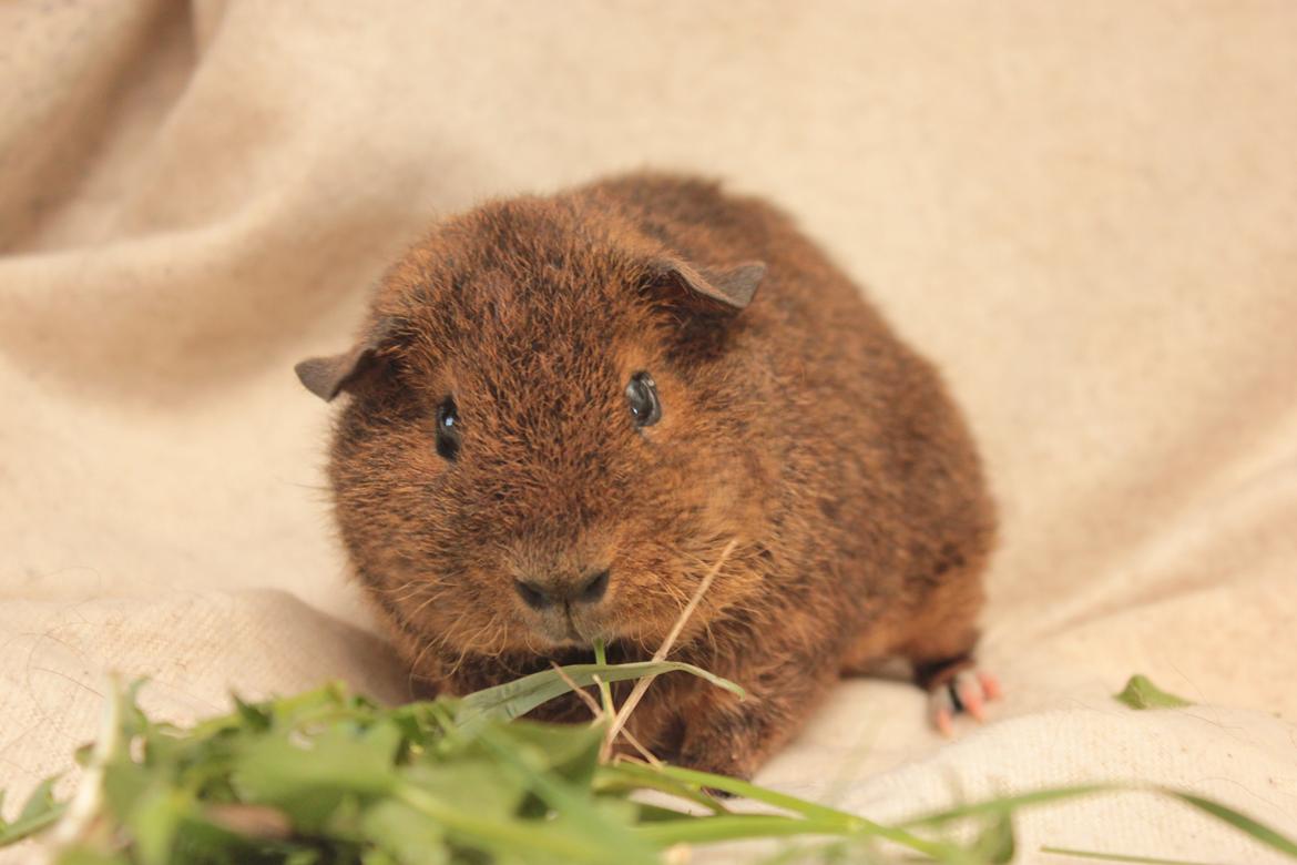 Marsvin Drömboets Elva - Lækre mælkebøtter billede 2