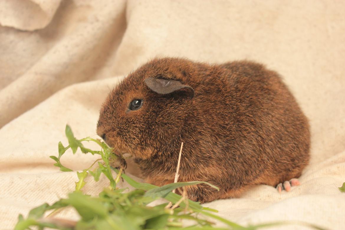 Marsvin Drömboets Elva billede 7