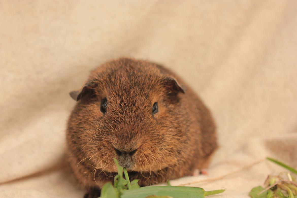 Marsvin Drömboets Elva - Om nom nom... billede 3
