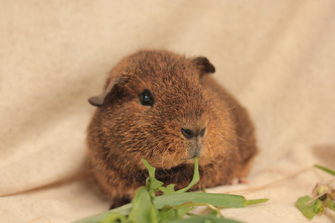 Marsvin Drömboets Elva billede 8