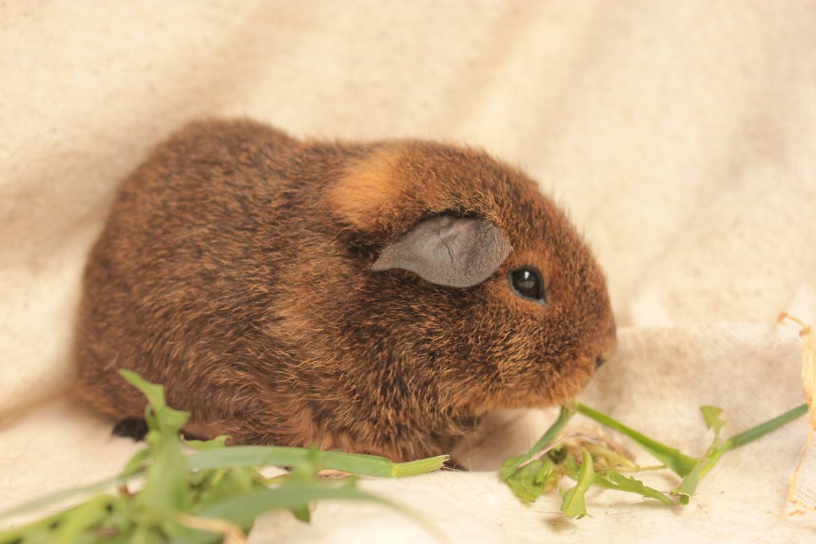 Marsvin Drömboets Elva billede 9