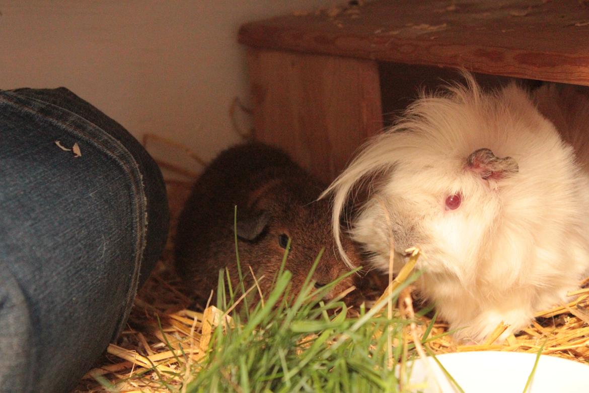 Marsvin Drömboets Elva - Spiser lige med tante Ísbjörg billede 10