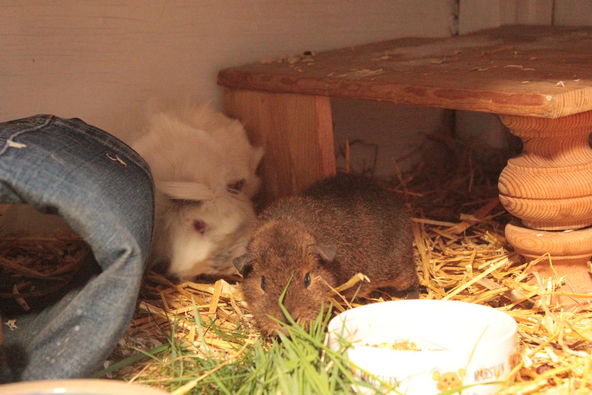 Marsvin Drömboets Elva billede 11