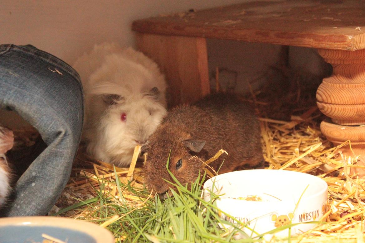 Marsvin Drömboets Elva billede 12