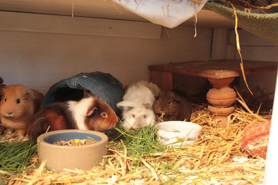 Marsvin Drömboets Elva - Tøsehygge billede 13