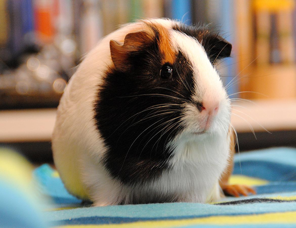 Marsvin | Mille My - Velkommen // 28-04-2013 Mille er ikke så lille længere :-) billede 1