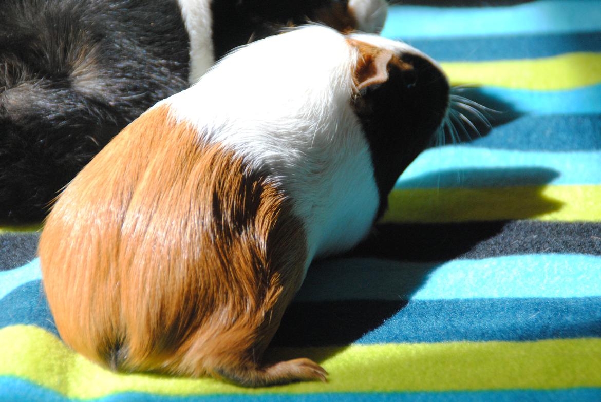 Marsvin | Mille My - 28-04-2013 Mille My på tur :-) billede 9