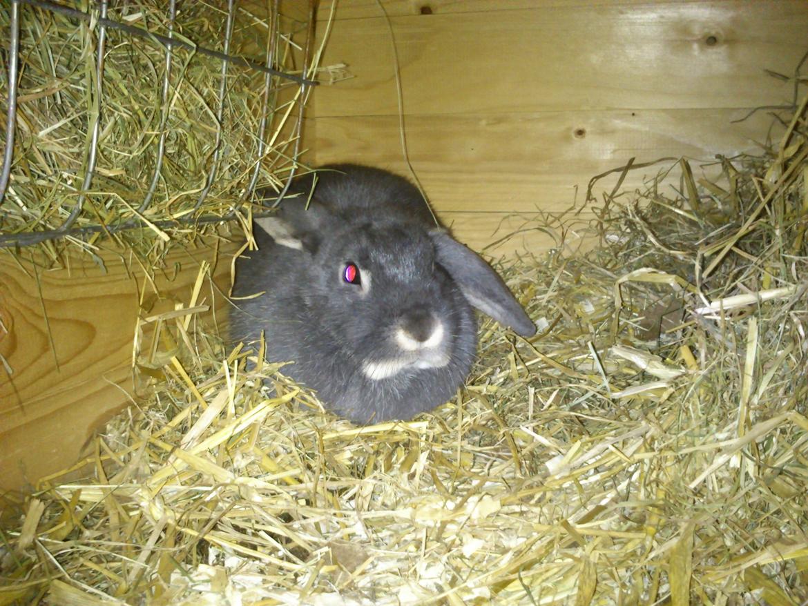 Kanin Ursula billede 1