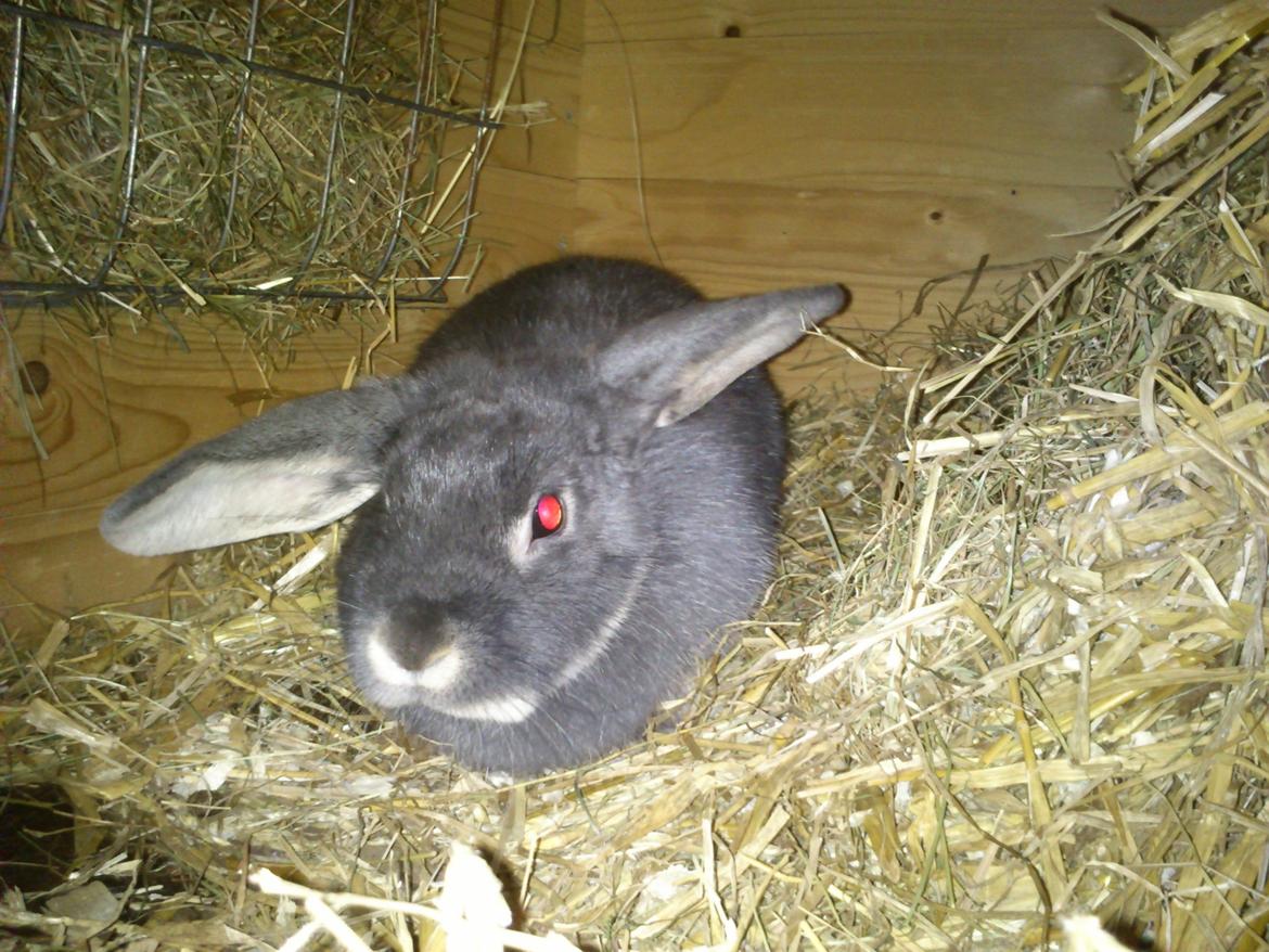 Kanin Ursula billede 2