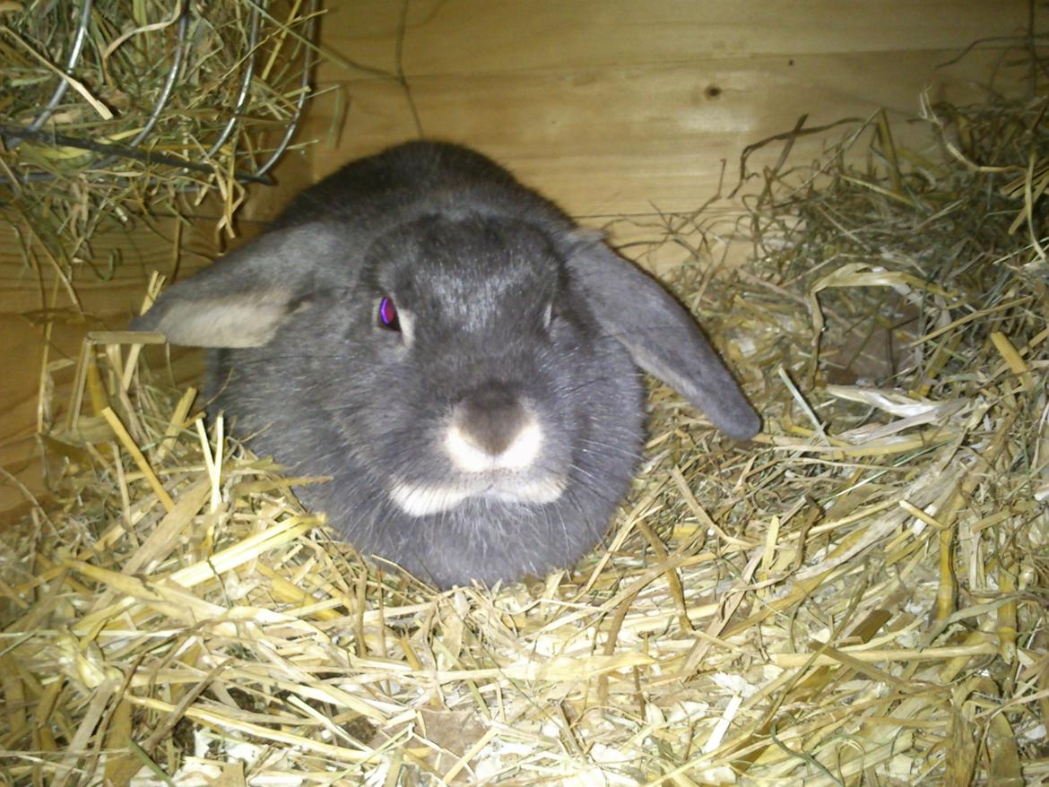 Kanin Ursula billede 3