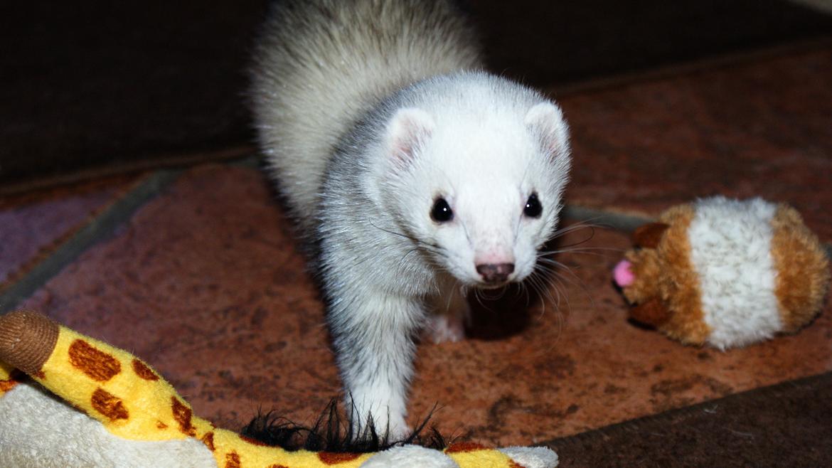 Ilder | Rosa Lyon billede 2