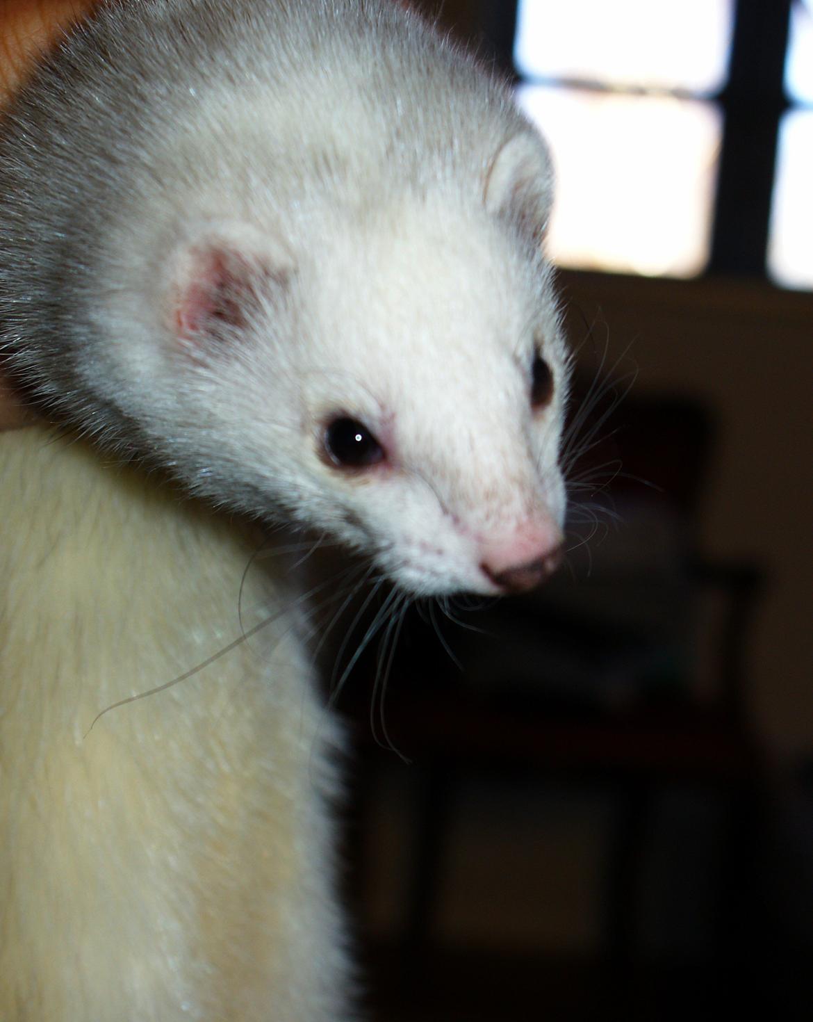 Ilder | Rosa Lyon billede 3