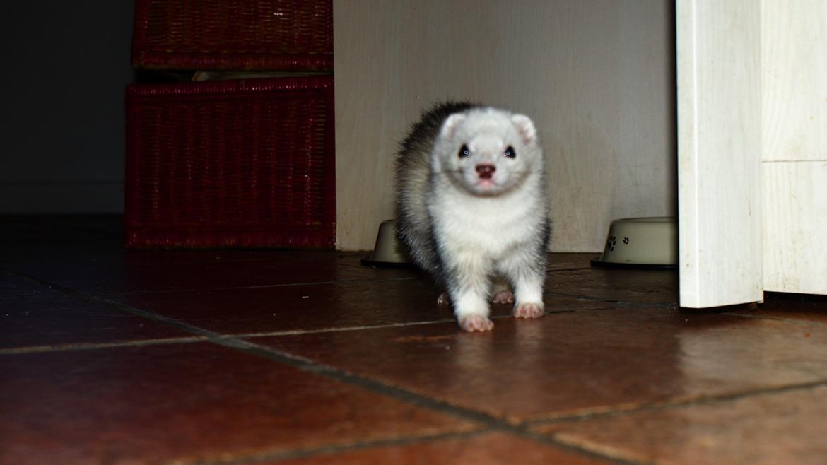 Ilder | Rosa Lyon billede 4