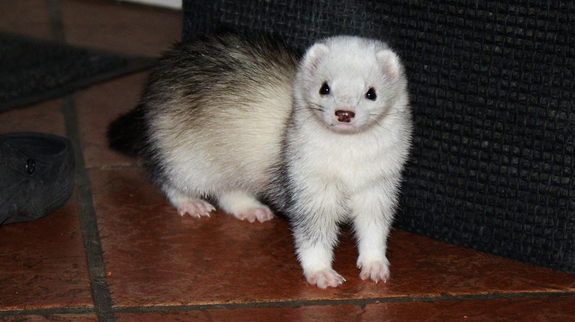 Ilder | Rosa Lyon billede 1