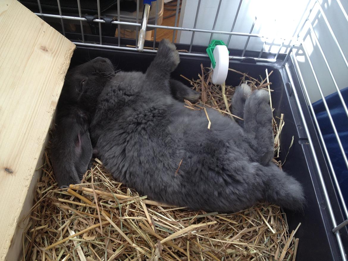 Kanin Molli Flyttet med min X :-(   D, 12/4 14 billede 15