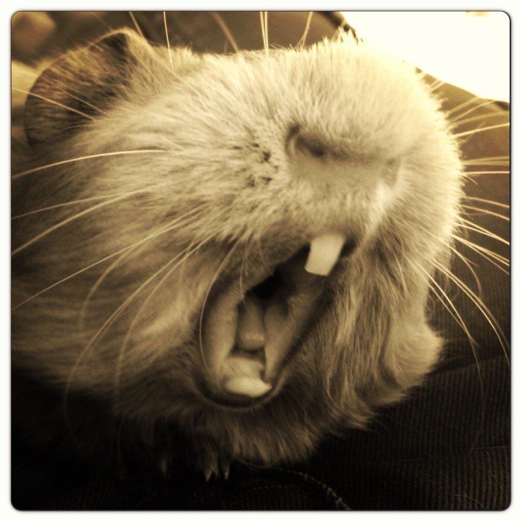 Marsvin Jerry - Gaaaaaab! billede 15