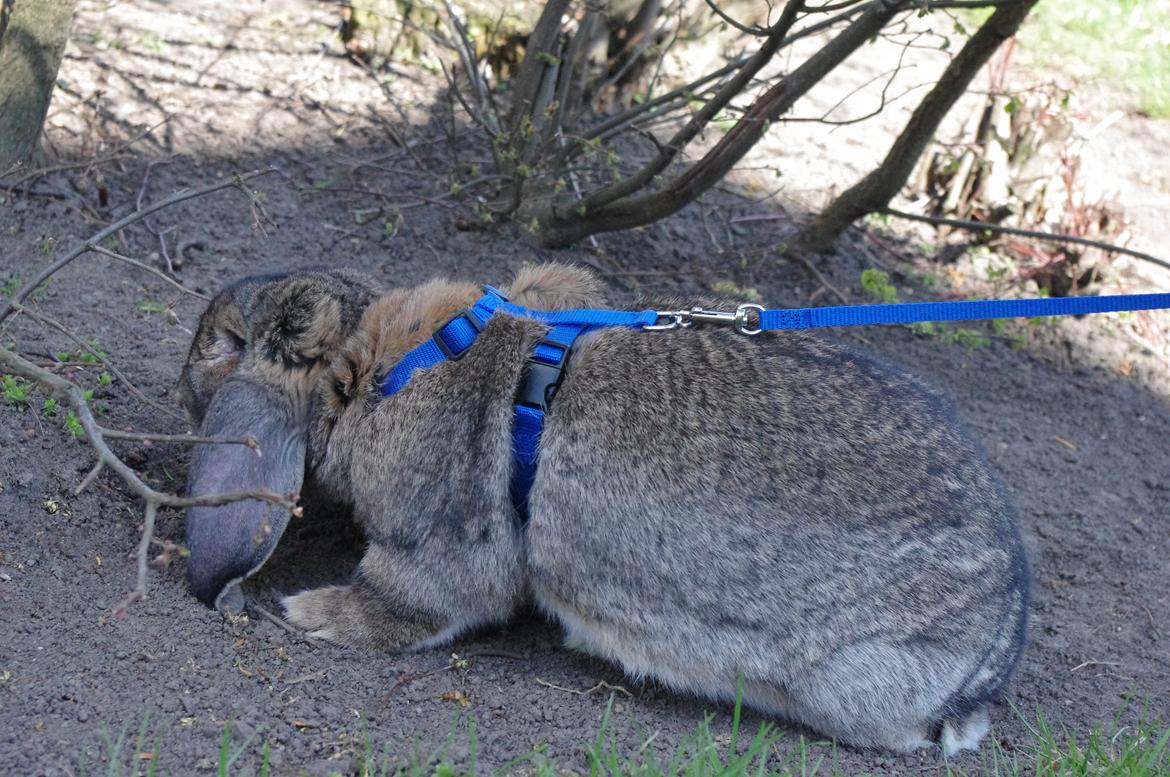 Kanin Mundo Fransk vædder billede 18