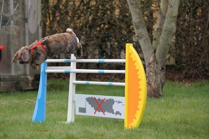 Kanin | Jordbærgårdens MaPi Pinky Ponken  billede 24