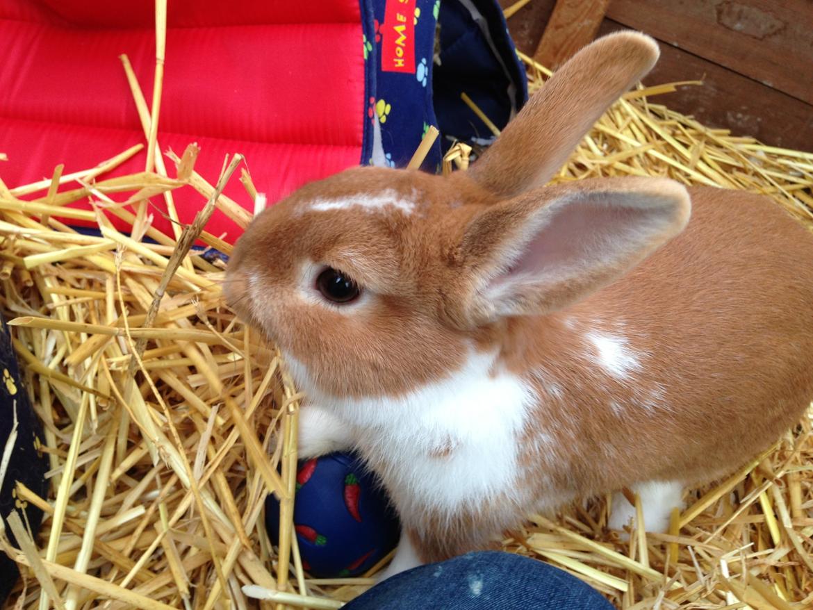 Kanin Burger <3 billede 1