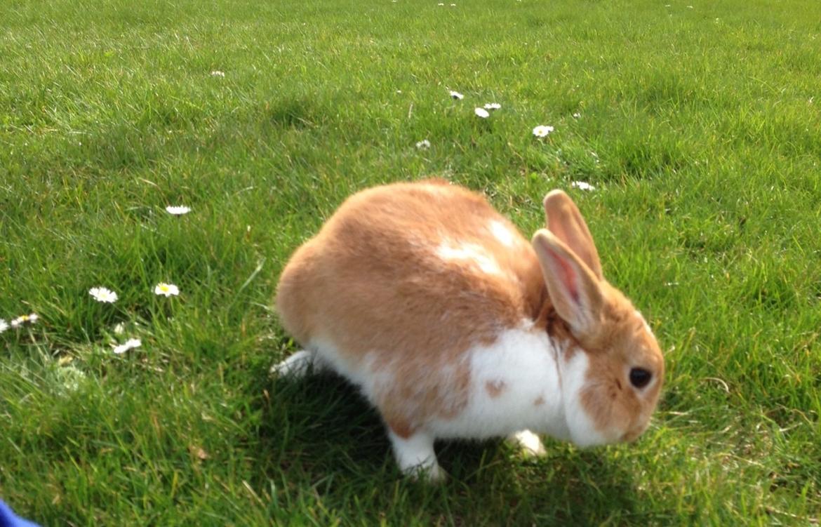 Kanin Burger <3 billede 2