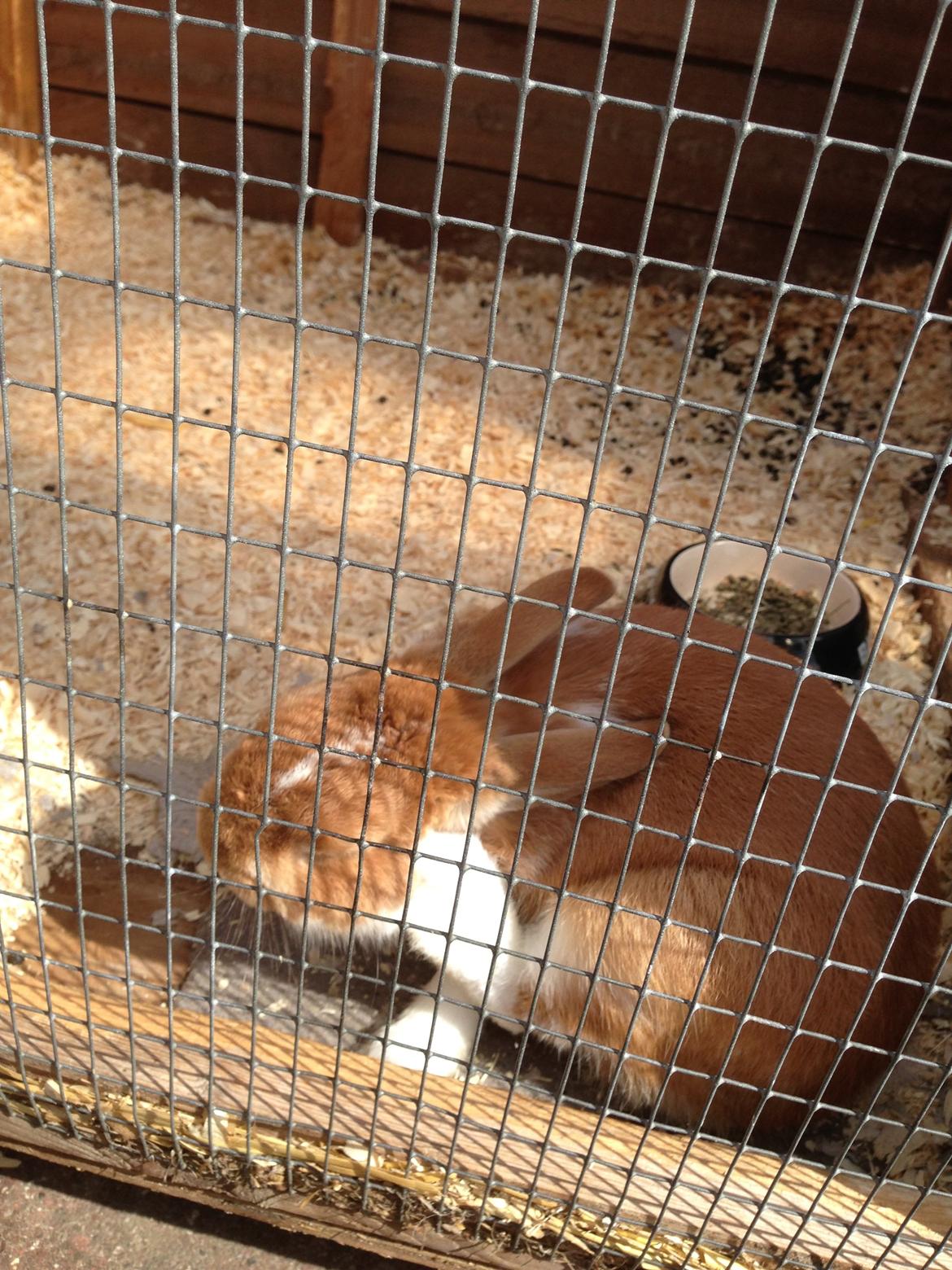 Kanin Burger <3 billede 3