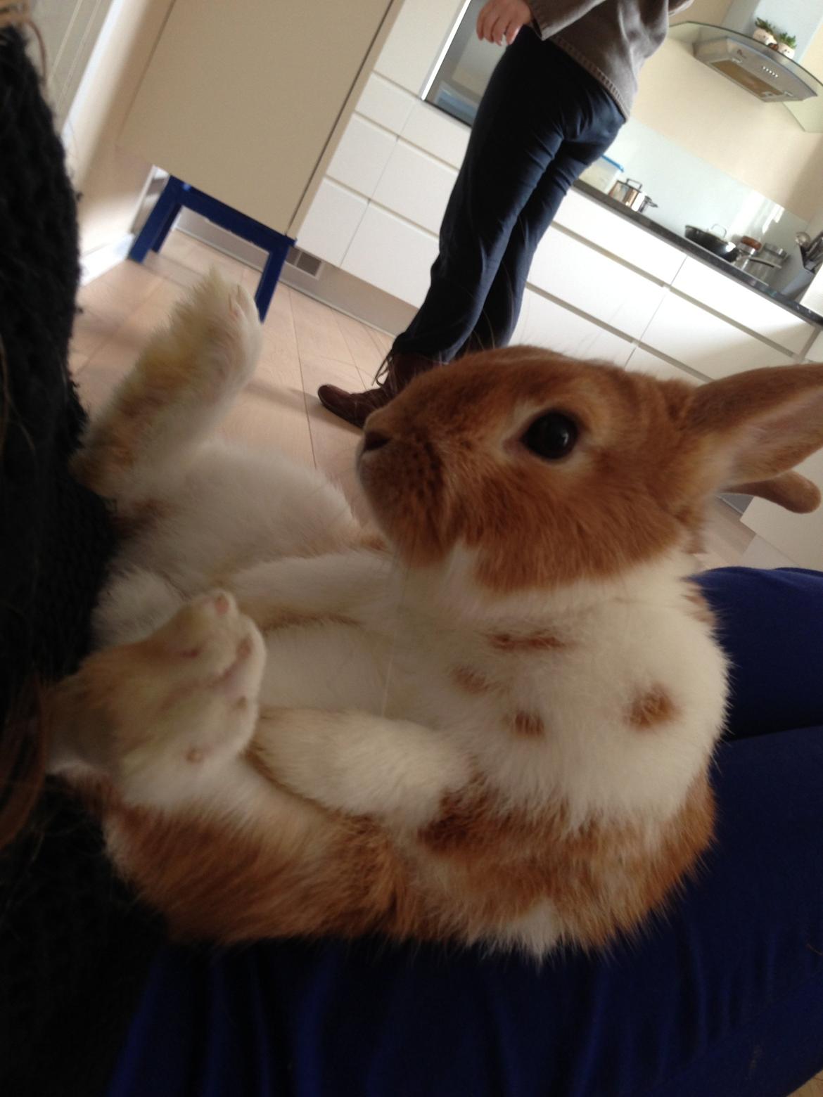 Kanin Burger <3 billede 4