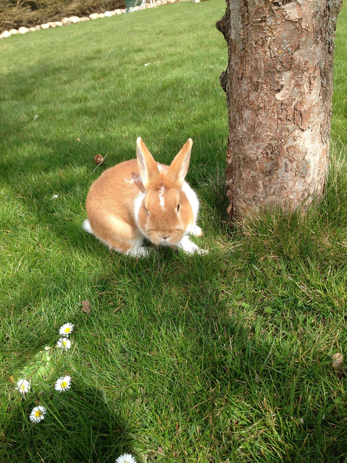 Kanin Burger <3 billede 5