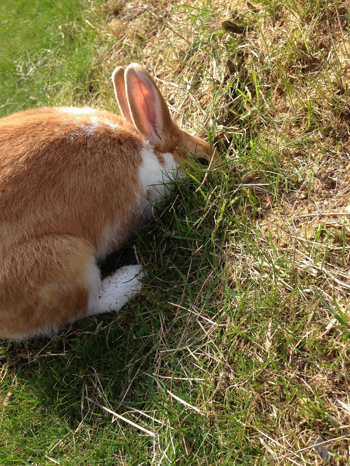 Kanin Burger <3 billede 7