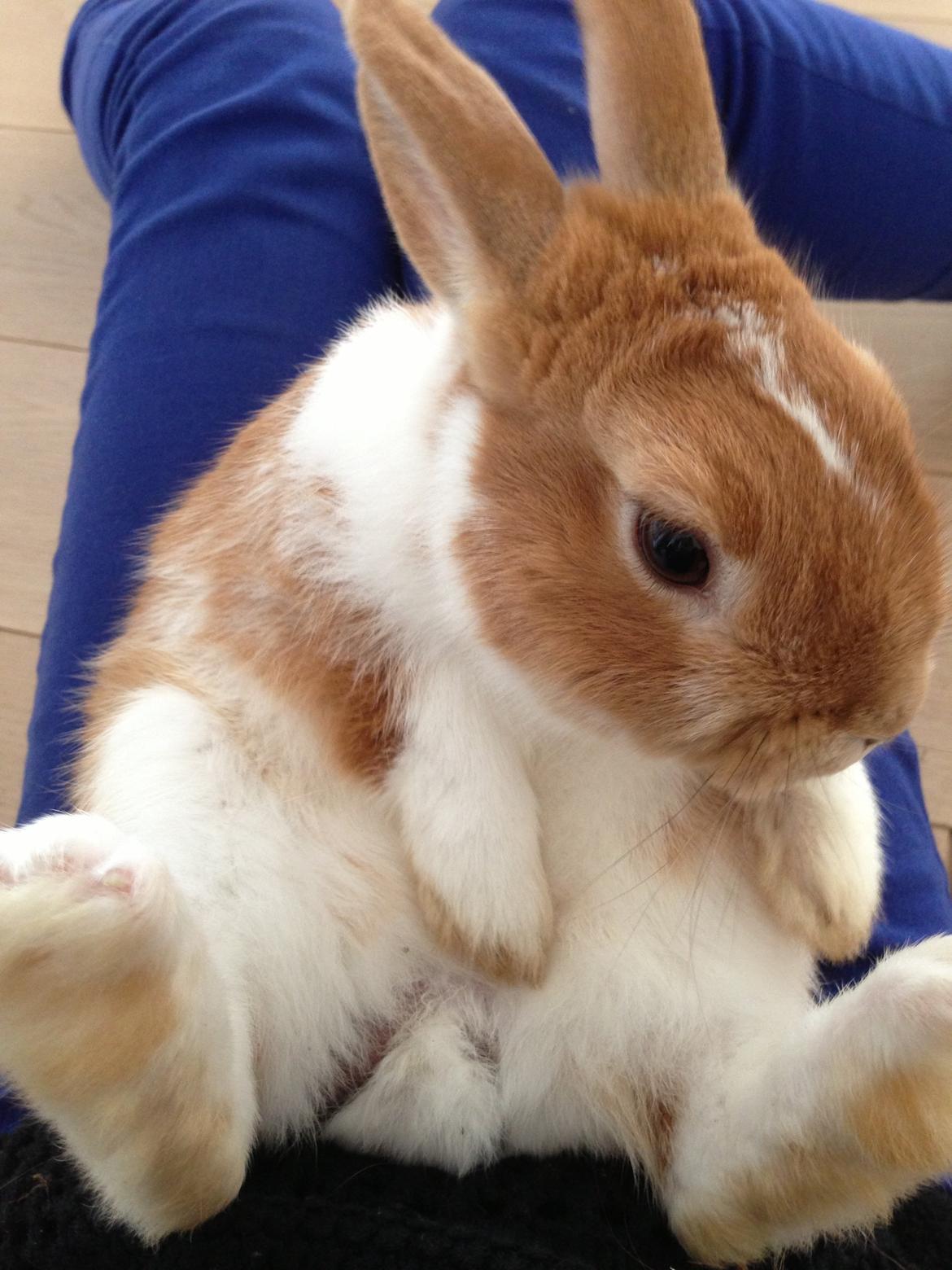 Kanin Burger <3 billede 6