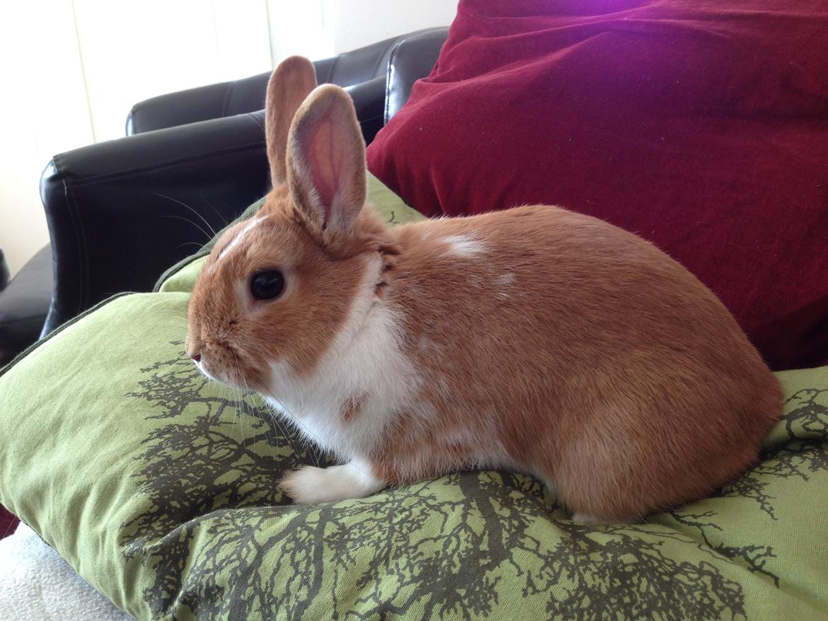 Kanin Burger <3 billede 8