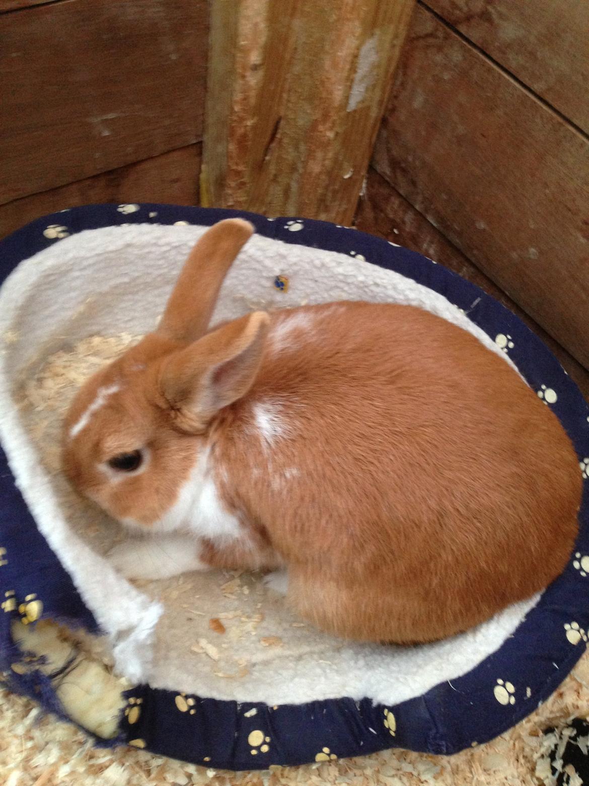 Kanin Burger <3 billede 9