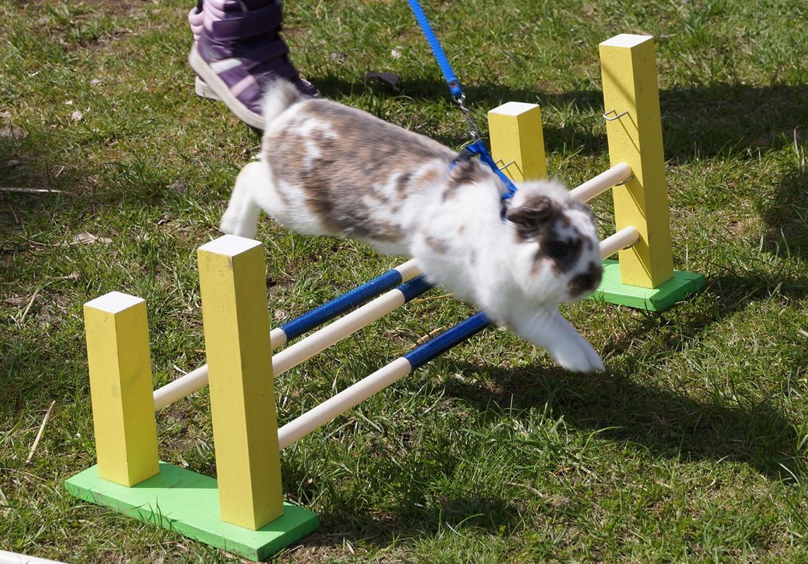 Kanin Blobber billede 16