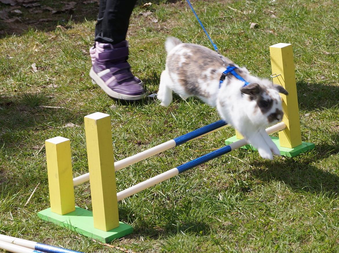 Kanin Blobber billede 31