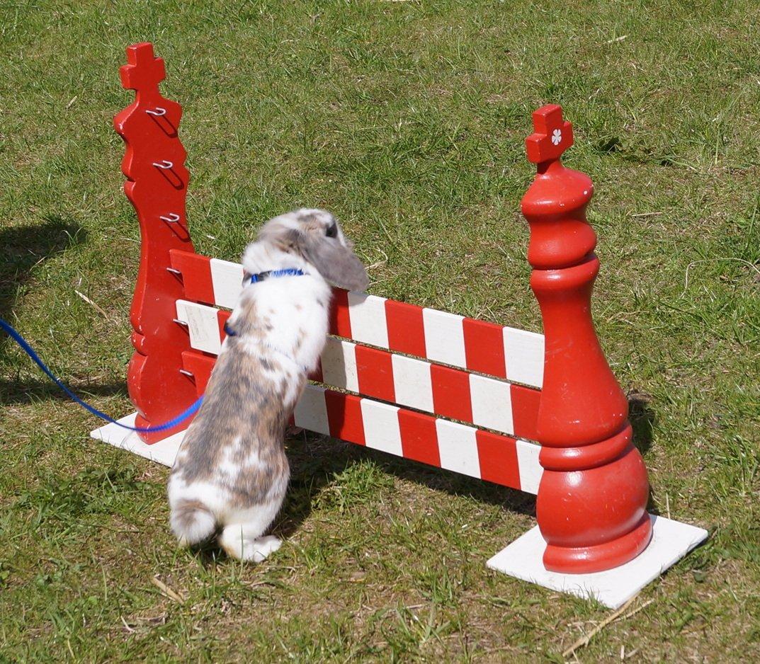 Kanin Blobber billede 32