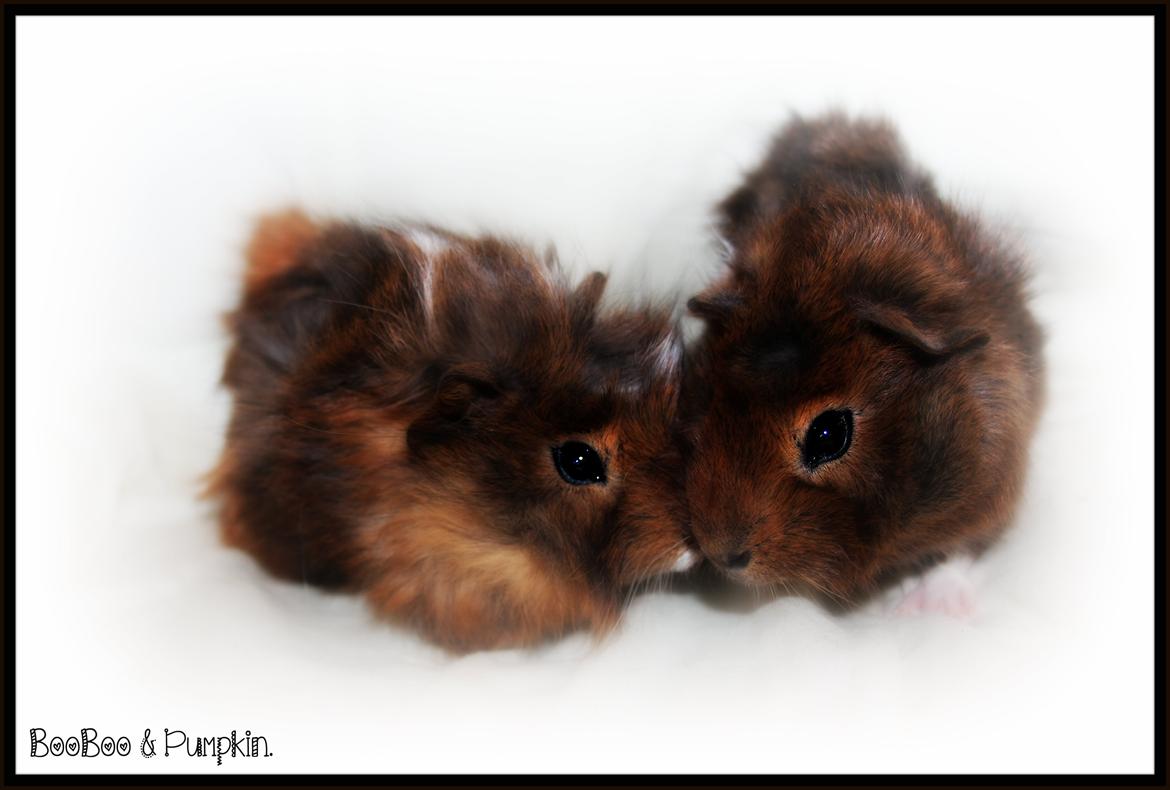 Marsvin Baily's Booboo - Booboo & hans bror Pumpkin. billede 1