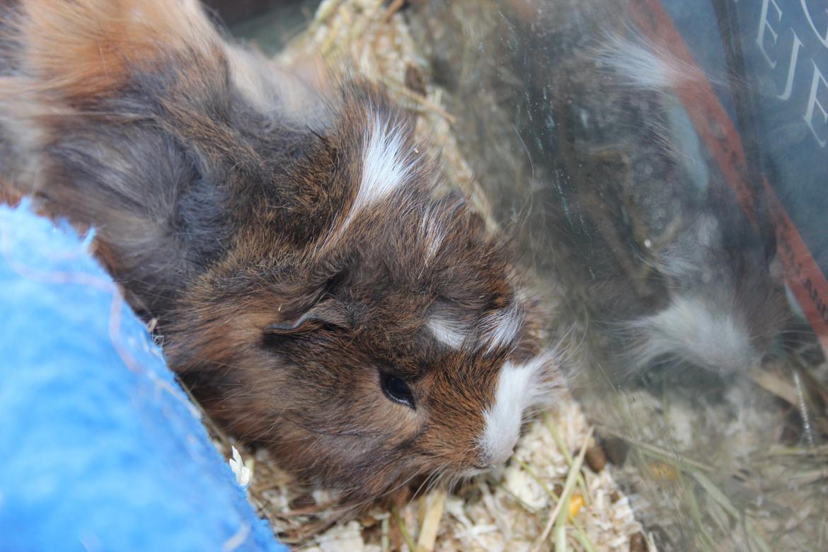 Marsvin Baily's Booboo - Hyggespiser hø. billede 2