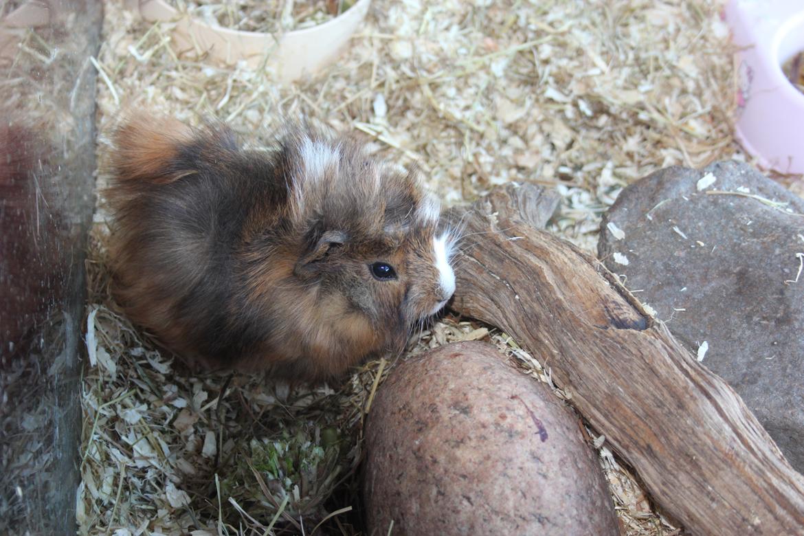 Marsvin Baily's Booboo - Ikke helt vågen om morgenen. billede 3