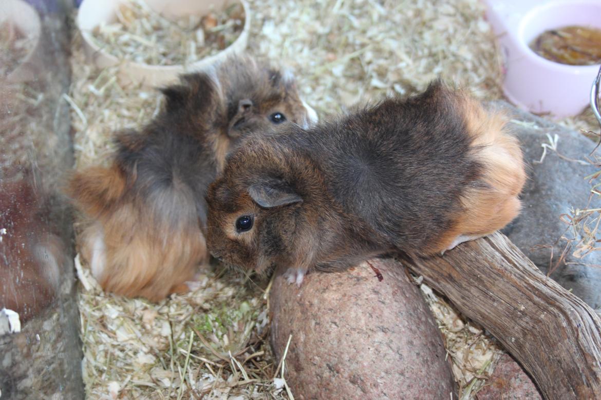 Marsvin Baily's Booboo - Hygger i buret. billede 4