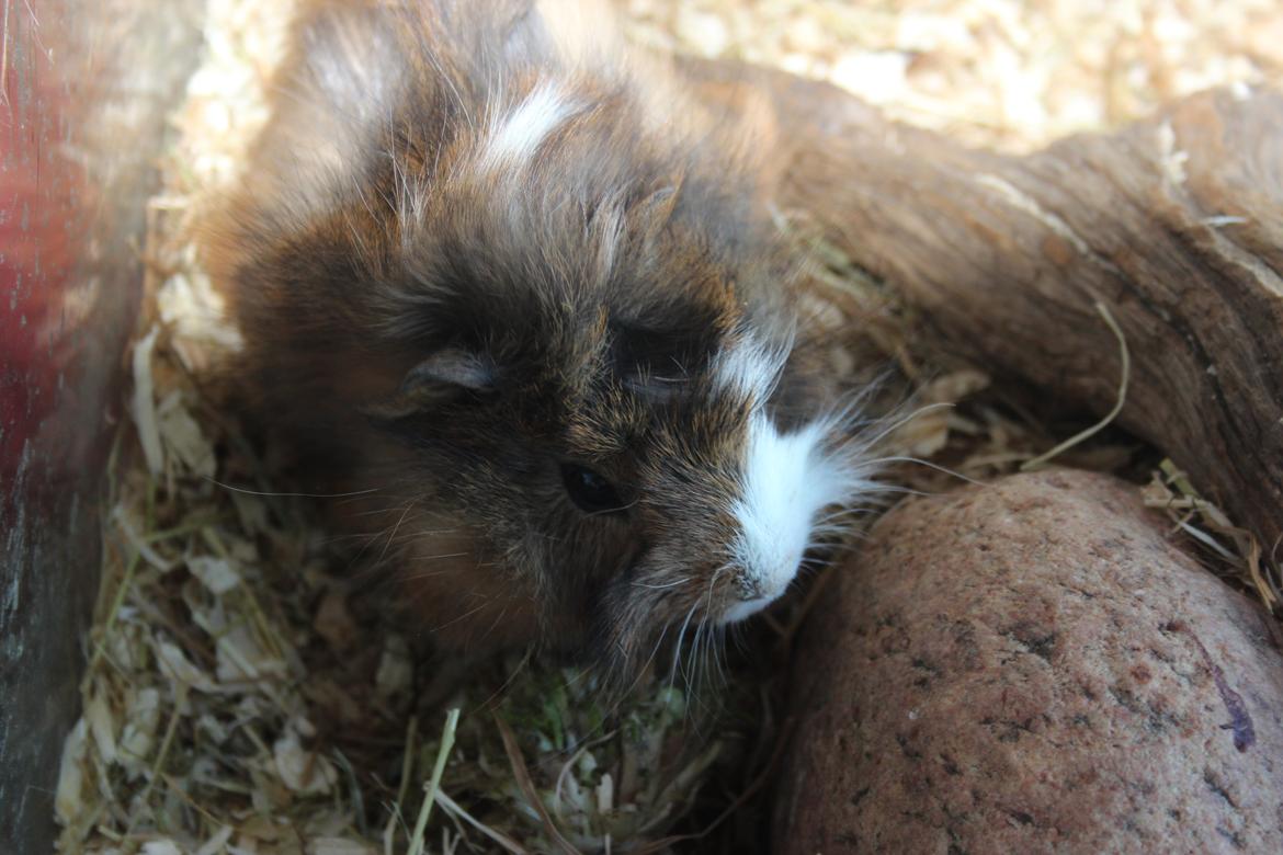 Marsvin Baily's Booboo - Nyder en svag solstråle. billede 5