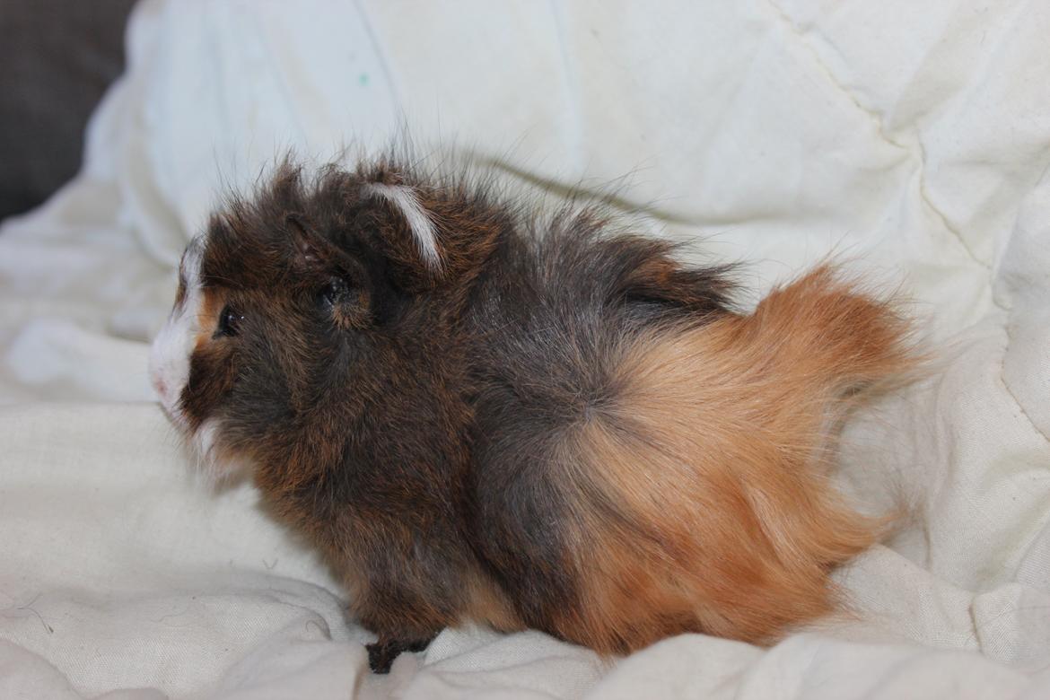 Marsvin Baily's Booboo - <3 billede 6