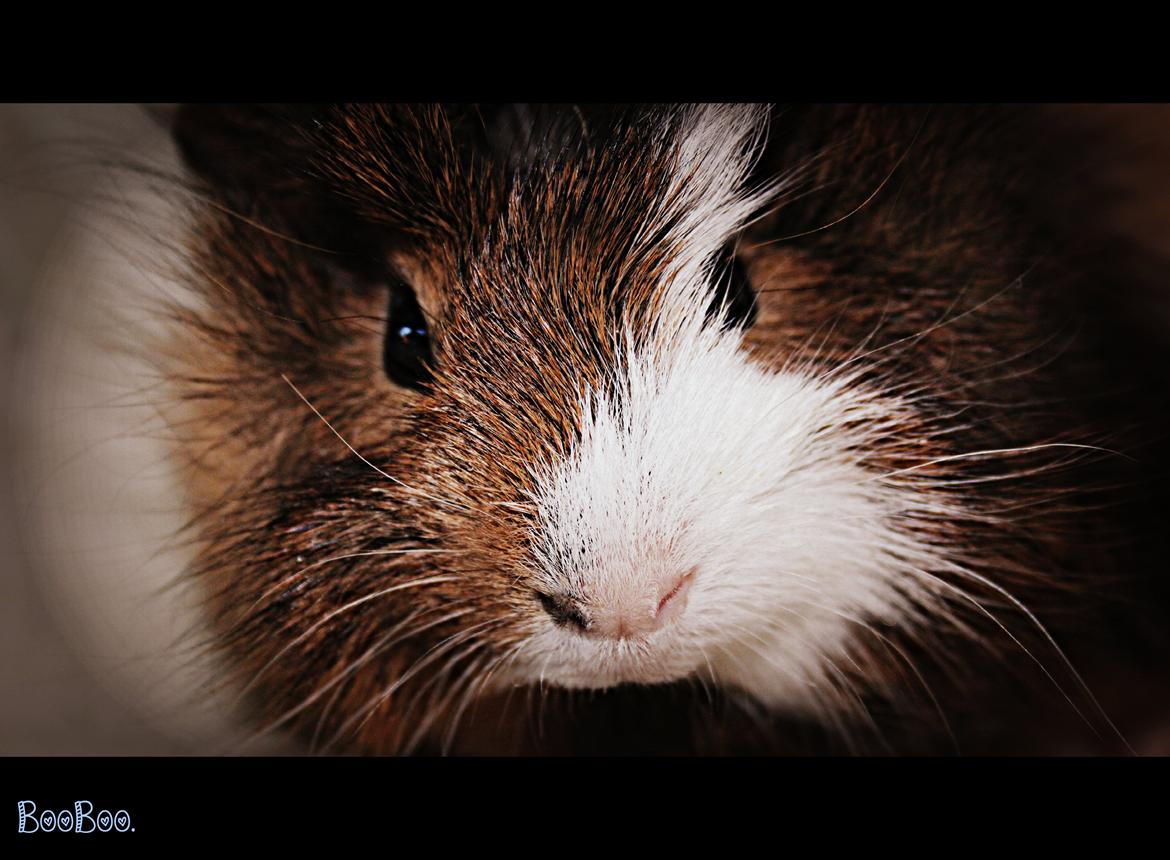 Marsvin Baily's Booboo - Halløøøøj. billede 7