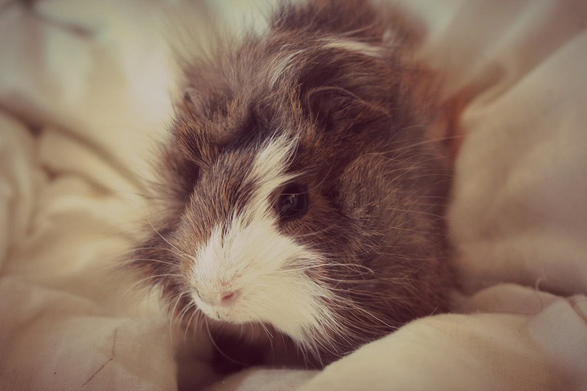 Marsvin Baily's Booboo - Booboo hygger på dynen. billede 8