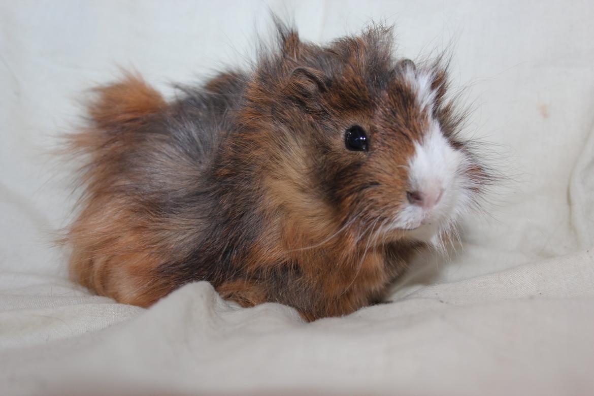 Marsvin Baily's Booboo - Flot pels. billede 10