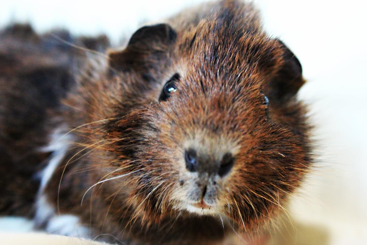 Marsvin Fluffy's Pumpkin. - ''Hvad er det?'' billede 3