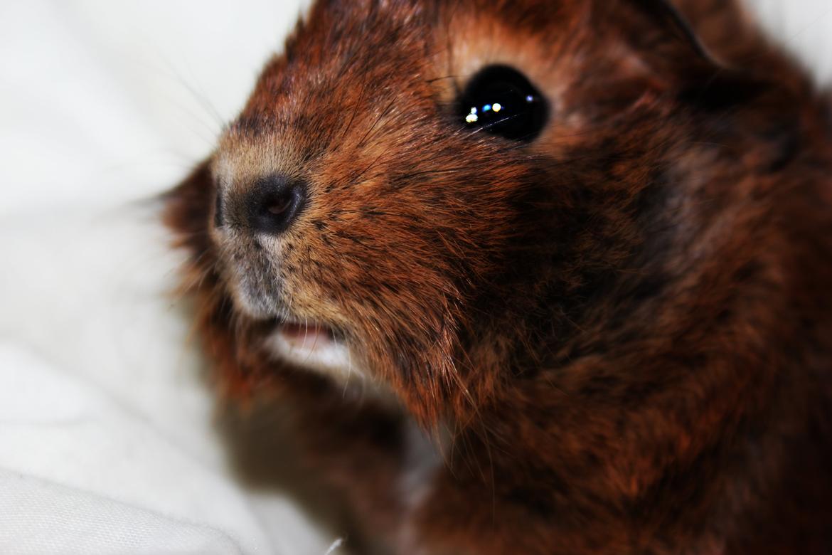 Marsvin Fluffy's Pumpkin. - ''Hvad laver du?'' billede 6