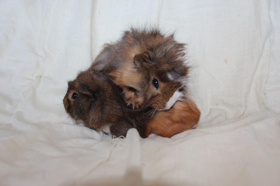 Marsvin Fluffy's Pumpkin. - ''Leg med mig!'' billede 10