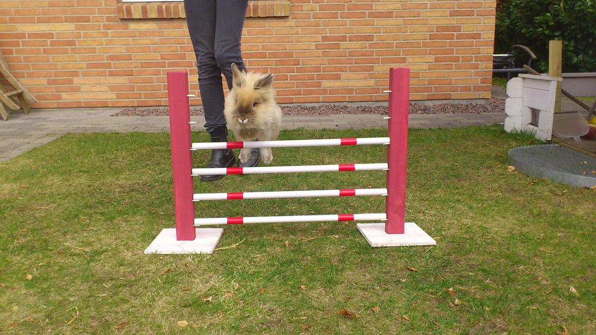 Kanin Kokos - Kokos springer ca. 42 cm.
Foto: Homa/ Stald Guf billede 6