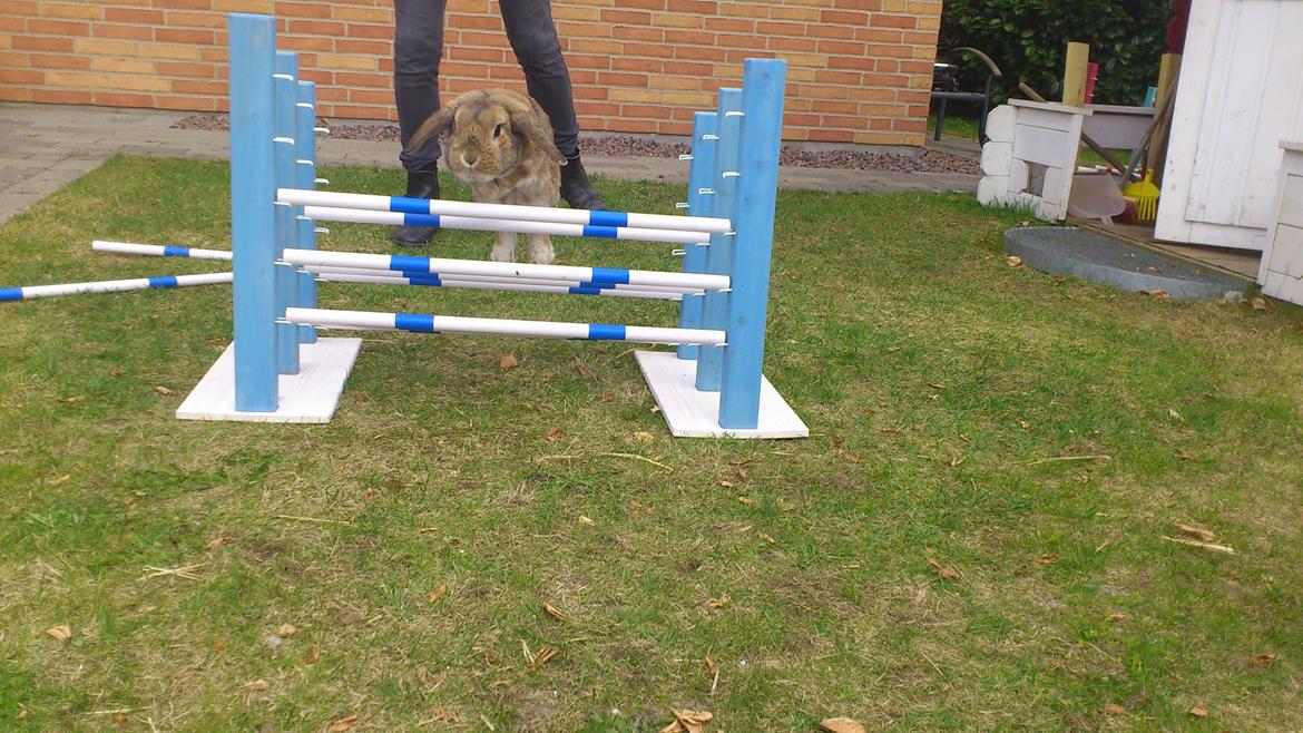 Kanin Sofus Stjerne - Sofus springer
Foto: Homa/Stald Guf billede 10